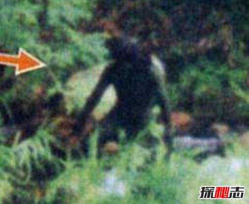 水猴子圖片真實圖片 水猴子是什么動物 7