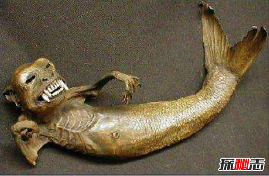 黑鱗鮫人活著的樣子 傳說中的“美人魚” 6