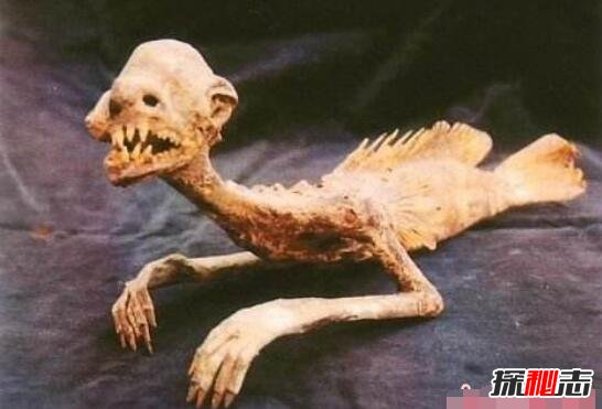 黑鱗鮫人活著的樣子 傳說中的“美人魚” 4