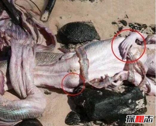 黑鱗鮫人活著的樣子 傳說中的“美人魚” 8