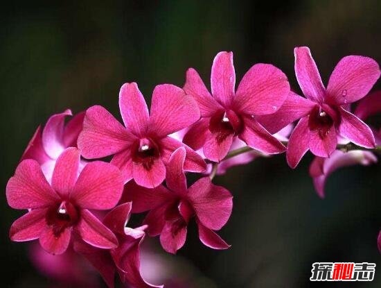 新加坡的國花是什么花 有什么含義 2