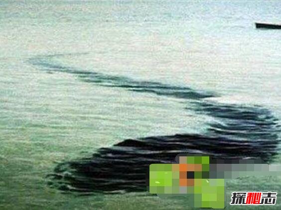 馬來西亞神秘巨蛇nabau 網(wǎng)友ps出來的作品 7
