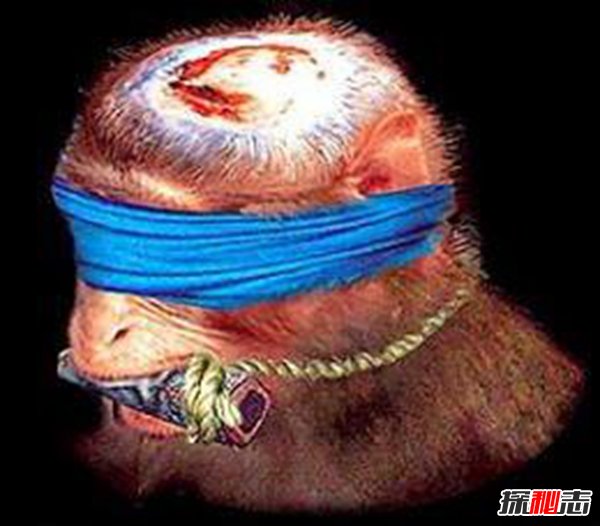 活吃猴腦過程圖片 做法實在太殘忍了 5