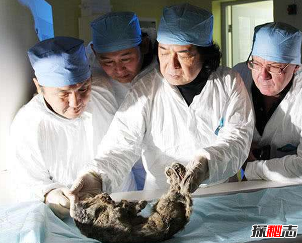 俄羅斯發現冰凍幼獅 無意間發現了一只幼獅 6