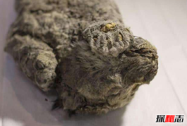 俄羅斯發現冰凍幼獅 無意間發現了一只幼獅 9