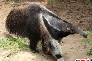 巨型食蟻獸長什么樣子 食蟻獸傷人事件始末