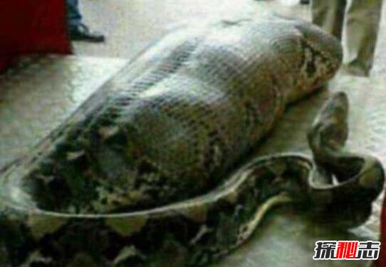 馬來西亞蟒蛇吃人事件 有視頻真的很可怕 4
