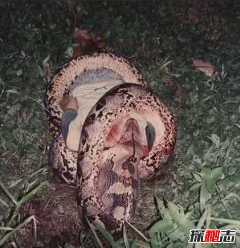 馬來西亞蟒蛇吃人事件 有視頻真的很可怕 1