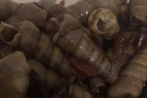 醉泥螺有沒有寄生蟲