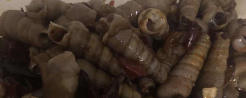 醉泥螺有沒有寄生蟲 1