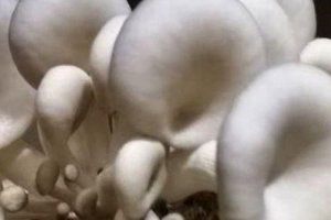 荔枝菌和雞樅菌的區別 雞樅菌營養