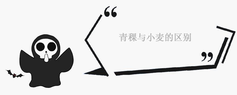 青稞與小麥有什么區(qū)別 營(yíng)養(yǎng)價(jià)值 1
