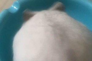 臥室里面有老鼠怎么辦 房間里有老鼠怎么趕出去