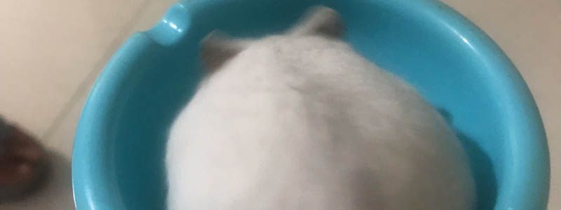 臥室里面有老鼠怎么辦 房間里有老鼠怎么趕出去 1