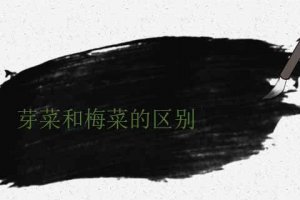 梅菜跟芽菜一樣嗎 芽菜和梅菜的區別