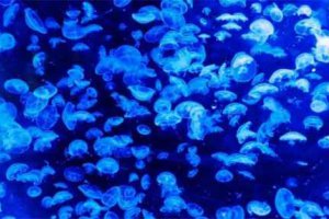 一閃一閃亮星星原著小說 林北星張萬森結局在一起了嗎