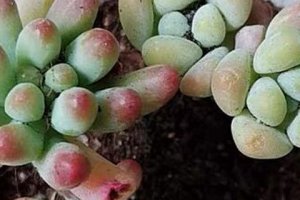 多肉植物布丁好養(yǎng)嗎