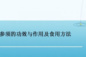 參須怎么吃比較好 參須的功效作用