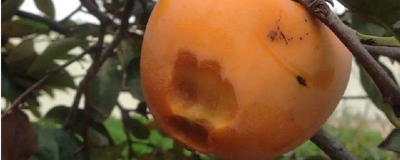 牛奶和柿子一起吃的后果 1
