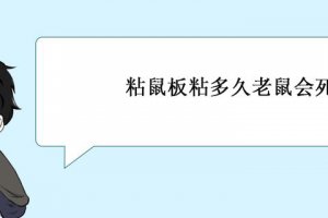 粘鼠板粘到老鼠會死嗎