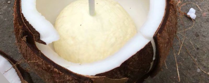 椰子外面長霉菌能喝嗎 椰子殼外面發(fā)霉了還能喝嗎 1
