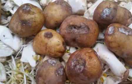 什么樣的土豆不能吃圖片 食用土豆的小貼士 3