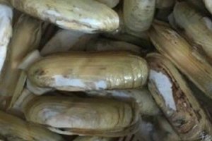 蟶子買回來怎么處理 蟶子如何清洗干凈