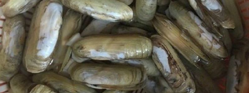 蟶子買回來怎么處理 蟶子如何清洗干凈 1