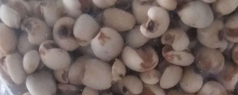 甜杏仁和苦杏仁的區別 杏仁有清火的作用 1