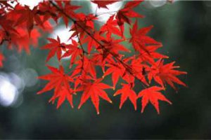 十二星座的女生誰(shuí)最丑 這個(gè)星座沒(méi)什么大美人