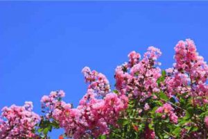 哪一種花的花語(yǔ)是幸運(yùn) 表示幸運(yùn)的花語(yǔ)