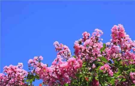 哪一種花的花語是幸運 表示幸運的花語 1