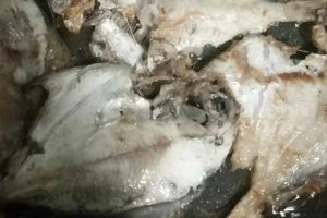 黃金帶魚和普通帶魚有什么區(qū)別嗎