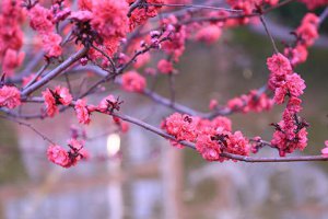 曼陀羅花能泡酒嗎 曼陀羅花泡白酒有什功效