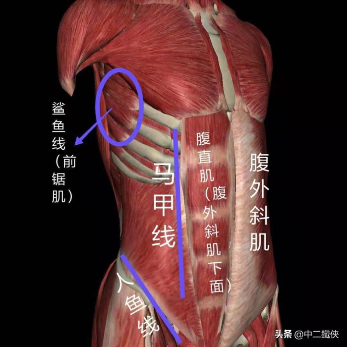 人魚線 馬甲線 鯊魚線圖片 人魚線馬甲線鯊魚線區(qū)別 4