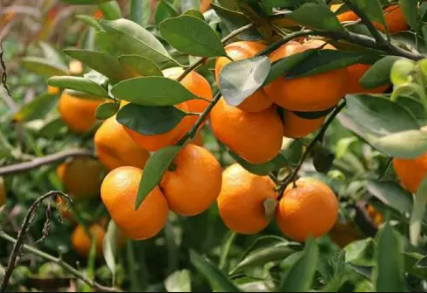 蜜橘什么時候剪枝 蜜柚的修剪時間與枝術(shù) 3