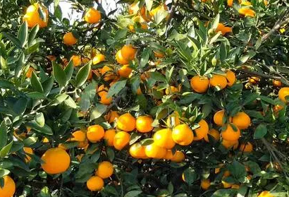 蜜橘什么時候剪枝 蜜柚的修剪時間與枝術(shù) 1