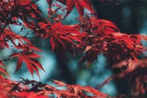 春節(jié)的風(fēng)俗有哪些傳統(tǒng)
