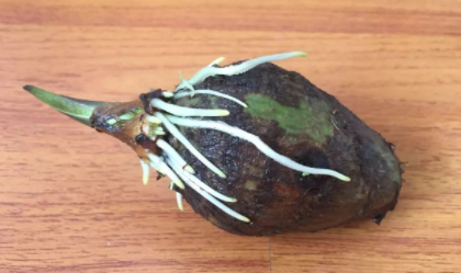 發芽的芋頭有沒有毒 芋頭怎么去皮 3