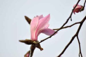 木蘭花語是什么意思 木蘭的花語和寓意