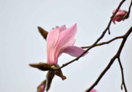 木蘭花語是什么意思 木蘭的花語和寓意 1
