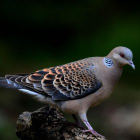 斑鳩是保護動物嗎能吃嗎 1