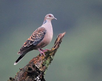 斑鳩是保護動物嗎能吃嗎 2
