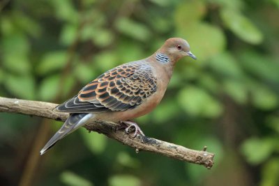 斑鳩是保護動物嗎能吃嗎 3