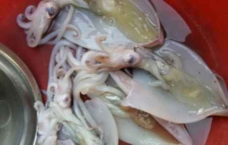 魷魚膏是什么 魷魚肚子黃東西能吃嗎 1