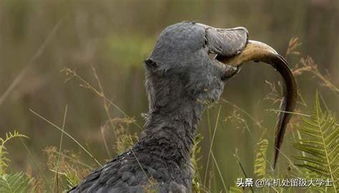 鯨頭鸛為什么跟人鞠躬 為什么拔羽毛送人 1