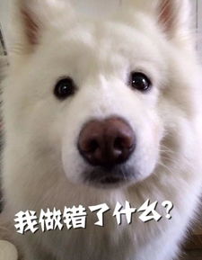 鯨頭鸛為什么跟人鞠躬 為什么拔羽毛送人 2