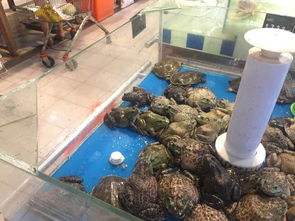 養殖牛蛙一畝需要投資多少 能賺多少錢？ 2