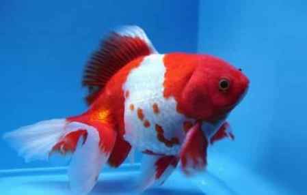 金魚養幾條風水好?不同數量養魚的含義 2