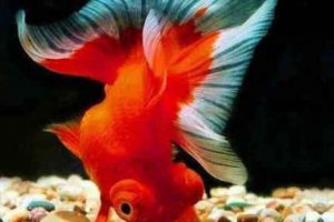 金魚養(yǎng)幾條風(fēng)水好?不同數(shù)量養(yǎng)魚的含義
